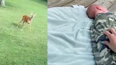 Quanti Anni Ha Mini Khabib Il Lottatore Che Imita I Colossi Della Mma E Sembra Un Bambino