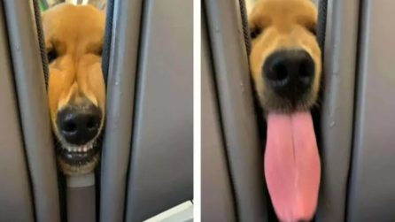 Il cucciolo si annoia durante il viaggio e intrattiene tutti con le sue smorfie