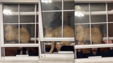 Gatto resta incastrato tra due finestre, liberarlo diventa molto complesso