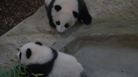 Francia, il debutto in società di due cuccioli di panda